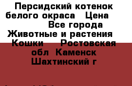 Персидский котенок белого окраса › Цена ­ 35 000 - Все города Животные и растения » Кошки   . Ростовская обл.,Каменск-Шахтинский г.